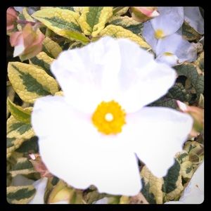 ✨DISCOUNTS AVAILABLE!✨